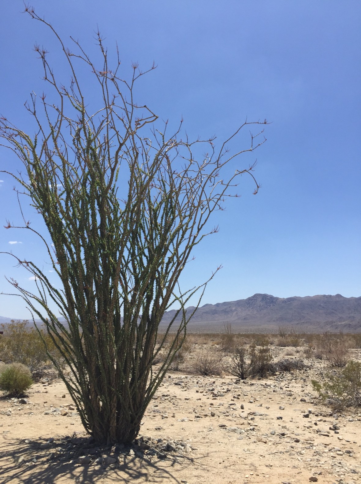 Ocotillo