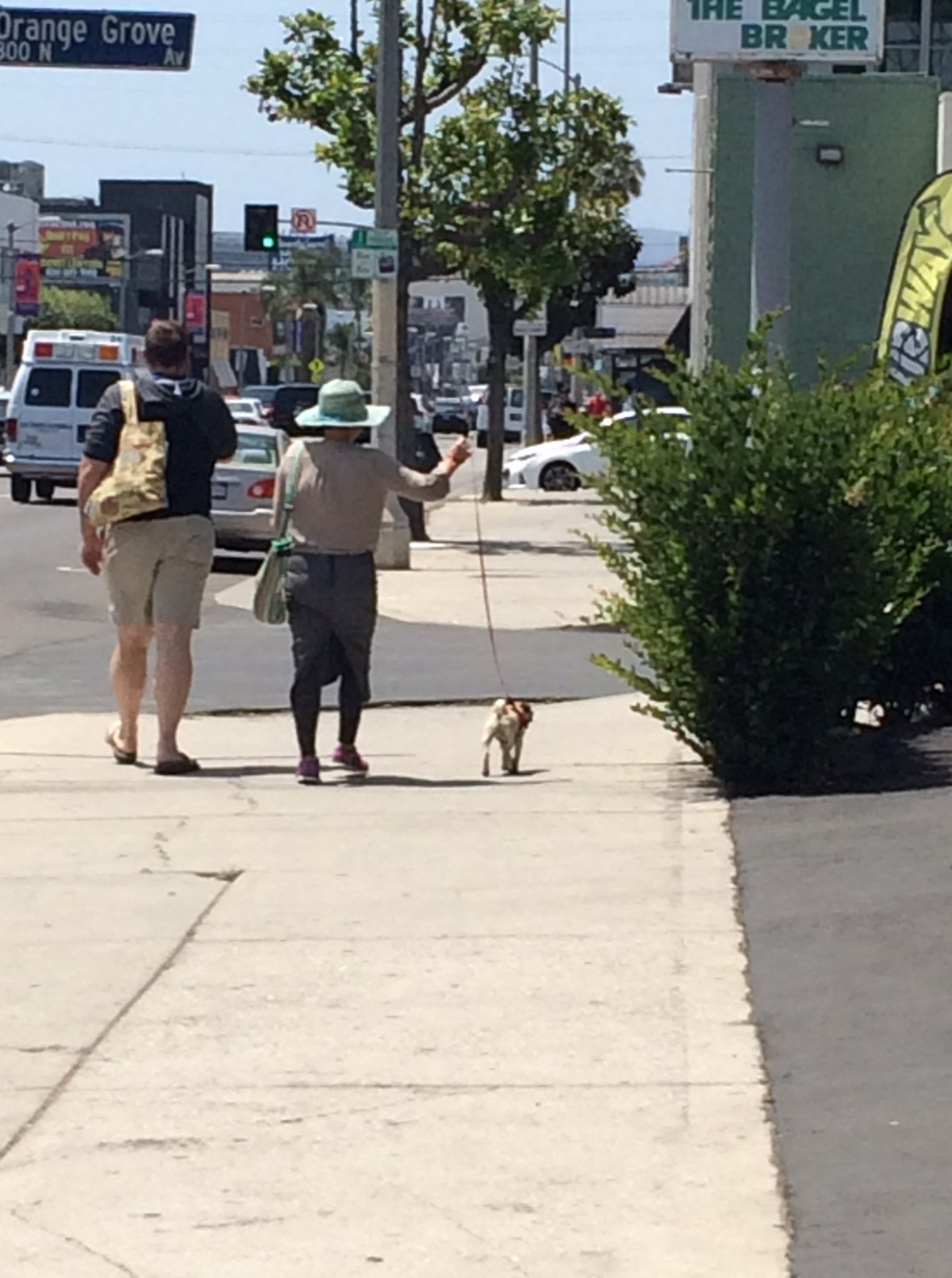 My first pug sighting! I miss Miles. 