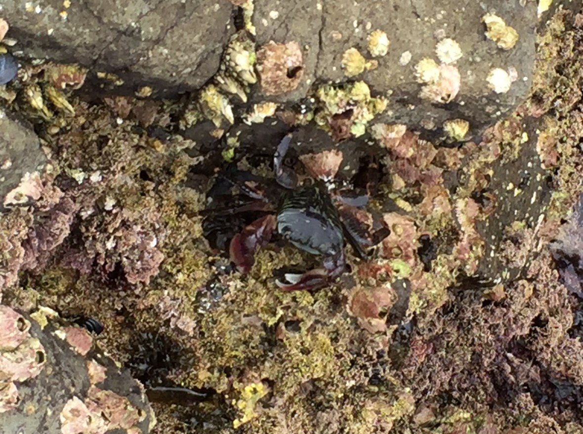 These guys were all over the place!